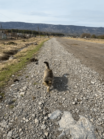 Tabby cat befriends person on rural Russian gravel path