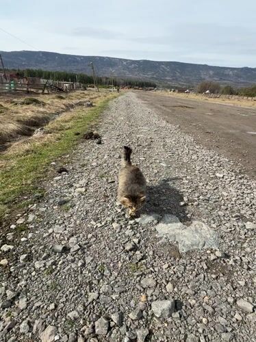 Tabby cat befriends person on rural Russian gravel path