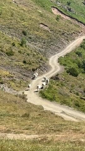 A herd of at least seven sheep walks along a winding dirt road on a grassy mountainside under a clear sky. The sheep are white and are walking away from the camera, down the road. The road is on the left side of the frame, and the grassy mountainside is on the right. The mountainside is covered in green grass and some rocky patches. The sky is blue and clear. The sun is shining, casting shadows on the road. The video is shot from a high angle, looking down on the scene.