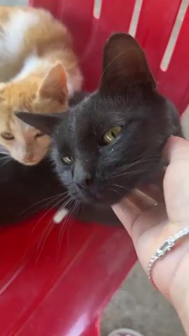 A close-up shot shows a person's hand gently stroking the face of a black cat. To the left and slightly behind the black cat is an orange and white kitten, nestled close to the black cat. Both cats appear to be resting. The cats are positioned on a bright red plastic surface, possibly a chair or bench. The lighting suggests an outdoor or well-lit indoor environment. The person's hand has a silver bracelet with small stones.
