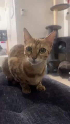 A close-up shot shows a brown and tan Bengal cat sitting on a navy blue soft surface. The cat licks its lips with its pink tongue, then meows. It then begins to lick its left paw. In the background, there are various household items, including a cat tree, a framed picture on the wall, and what looks like a water bottle or glass. The room appears to be well-lit and in a domestic setting.