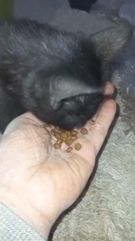 A close-up shot shows a black kitten being hand-fed kibble by a person. The kitten's head is lowered as it eats from the palm of the person's hand. The person's hand is wrinkled and appears dry. The kitten's fur is dark and sleek. The background is blurry but appears to be a carpeted surface. The lighting is dim.