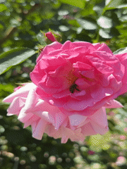 Bees, blooms, and backyard life in a Ukrainian summer garden
