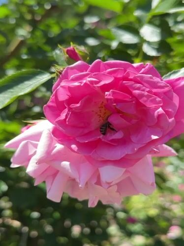 Bees, blooms, and backyard life in a Ukrainian summer garden