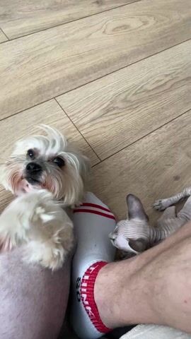 On a wooden floor, a small white dog with a fluffy head and shaved body rests against a person's leg, which is clad in a white sock with red stripes. A hairless kitten, greyish-pink in color, interacts with the dog, initially sniffing it before stepping on it. The kitten then bites at the dog's head. The person's leg remains still during this interaction.