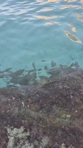 This video shows a school of small fish swimming in clear, turquoise water near a rocky shore. The water is calm, with gentle ripples on the surface reflecting the light. The sun appears to be low in the sky, casting a warm, golden glow on the water, suggesting it is either sunrise or sunset. The rocky area beneath the water is covered in dark seaweed or algae. The overall scene is serene and natural, capturing a moment of underwater life in what appears to be a coastal environment. There is no visible text in the video.