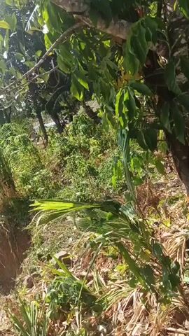The video shows a natural landscape with a narrow body of water. The water appears murky and flows through a dry, rocky, and debris-strewn embankment. Tall green grass and trees with lush foliage are visible on the slopes and around the water. In the background, palm trees and hills suggest a tropical or subtropical environment. The ground is uneven and covered with dry leaves, branches, and some scattered plastic waste. The overall impression is one of a somewhat neglected natural area near a water source.