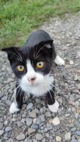 A black and white cat with yellow eyes stands on a gravel path. The cat's ears are folded down. In the background, there is green grass. The cat is looking directly at the camera. The cat walks towards the camera. The camera is then tilted down. The cat is now closer to the camera and its face is blurry. The cat walks towards the camera again and its face is in focus. The cat has white paws and a white chest. The cat's tail is black and white.