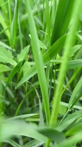This is a close-up shot of green grass with a shallow depth of field. The camera moves slightly, causing the grass blades to sway. In the background, a blurry field can be seen, with some yellow flowers and a distant structure. The lighting suggests it may be an overcast day.