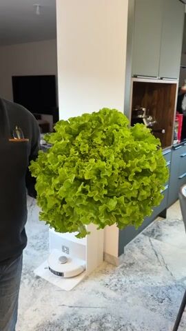 The video shows a person holding a large, vibrant green head of lettuce. The lettuce appears fresh and has a ruffled texture. The person is wearing a dark-colored long-sleeved shirt and jeans. In the background, there's a modern interior, including a white cabinet-like structure that supports the lettuce, a robot vacuum on the floor, a dark flat-screen TV, and kitchen cabinets. The floor has a light-colored marble pattern.