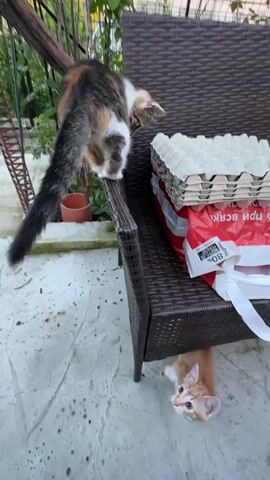 A tortoiseshell and white cat is perched on the armrest of a brown wicker chair. Below, a small orange and white kitten is jumping upwards, attempting to reach the larger cat. The kitten's front paws are outstretched as it leaps. The larger cat is looking down at the kitten, its body angled towards the chair. On the seat of the chair, there are several stacks of white cardboard egg cartons and a red plastic bag. The scene takes place outdoors on a light-colored, textured patio. Green foliage and a wooden trellis are visible in the background.