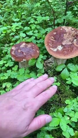 A person's hand is shown touching the stems of two large mushrooms that are growing in a forest. The mushrooms have brown caps and thick white stems. They are surrounded by green clover-like plants and moss. The camera then pans across the forest floor, showing more green foliage.