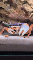 Colorful crabs up close at a Saint Petersburg aquarium