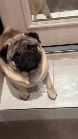 A fawn-colored pug puppy sits on a tiled floor next to a wooden cabinet. The puppy has a black muzzle and ears, and its head is tilted. The puppy is looking directly at the camera with large, expressive eyes. The video is filmed from a slightly high angle, looking down at the puppy. The background is slightly blurred, but appears to be an indoor setting. There is a faint reflection of what looks like another dog or person in a mirror above the puppy. The lighting is dim. The puppy makes a series of small whimpering sounds throughout the duration of the clip.