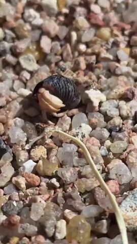 A hermit crab is shown on a beach. The crab is in its shell, which is dark with segmented markings. The crab's white claws are visible. The beach is covered in small, colorful pebbles. The camera is focused on the crab and the surrounding pebbles, with the background blurred. The lighting suggests it is daytime.