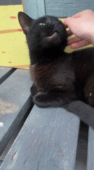 Person pets relaxed black cat on wooden bench in Mykolaiv