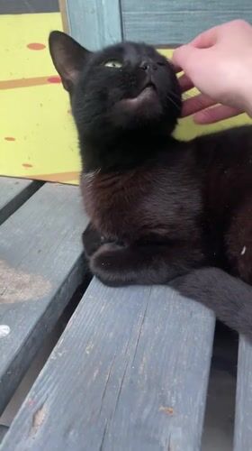 Person pets relaxed black cat on wooden bench in Mykolaiv