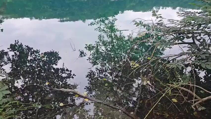The video shows a body of water, likely a lake or pond, with reflections of trees and foliage on its surface. The water is calm, creating clear reflections of the surrounding greenery. On the right side of the frame, branches and leaves of trees overhang the water. The scene appears to be an outdoor natural environment.