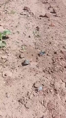 A video shows a close-up view of a dusty, dry ground surface with scattered pebbles and a few small green leaves. Two small blue butterflies are visible on the ground. One butterfly is in the foreground, slightly to the right, with its wings spread, resting on a small rock. Another butterfly is in the mid-ground, also with wings spread, appearing slightly further away. The lighting suggests an outdoor, sunny environment.
