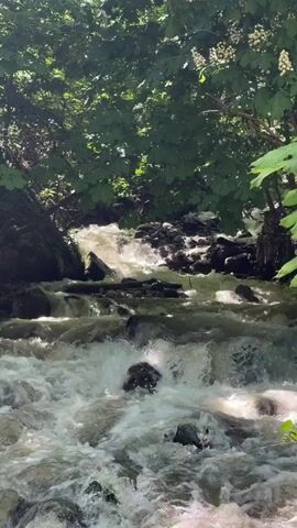 The video shows a fast-flowing stream in a forest. The water is turbulent and white, rushing over rocks and creating whitewater. The stream is surrounded by green trees and foliage, creating a partially shaded environment. Sunlight filters through the leaves, highlighting the movement of the water. There are no people visible in the video.