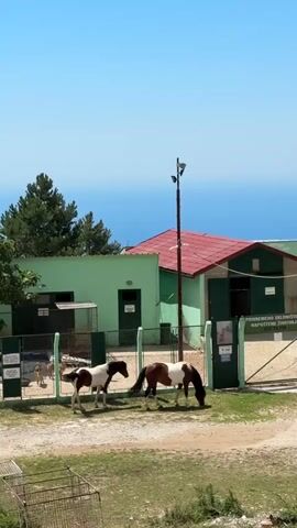 This is a video of an animal sanctuary located in Kuti, Montenegro. The scene is set on a sunny day with a clear blue sky, and the ocean is visible in the background.

The main subjects are two horses, one brown and white and the other mostly brown with white markings, grazing peacefully in a grassy enclosure. They appear to be the primary focus of the sanctuary, though other animals like dogs are hinted at in other enclosures.

The sanctuary buildings are painted a light green with red roofs. There is a fenced entrance with a gate. Above the gate, there is a sign with text in Croatian which reads "PRIVREMENO SKLONIŠTE ZA NAPUŠTENE ŽIVOTINJE" which translates to "Temporary shelter for abandoned animals". There are also some smaller signs visible.

Other objects in the scene include a tall pole with lights and cameras, a doghouse, a white van, and a dark-colored car parked near the entrance. In the foreground, there are some metal cages and piles of bricks. The overall impression is a functional, albeit somewhat rustic, animal rescue facility situated in a scenic, elevated location overlooking the sea. The mood is calm and serene, reflecting the peaceful nature of the animals and the pleasant weather.