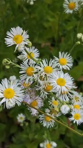 This is a close-up video of a cluster of wild daisies with yellow centers and white petals. The daisies are in various stages of bloom, with some fully open and others appearing to be wilting or developing seed heads. The background is filled with lush green foliage, suggesting an outdoor setting in a natural environment. The lighting appears to be soft and diffused, hinting at either an overcast day or the shade of surrounding trees. The focus is sharp on the flowers, creating a shallow depth of field that blurs the background and emphasizes the delicate details of the daisy petals and their fuzzy centers. The overall mood is serene and natural, highlighting the simple beauty of these wildflowers. There is no visible text in the video. The location context provided is Goczałków, Poland.