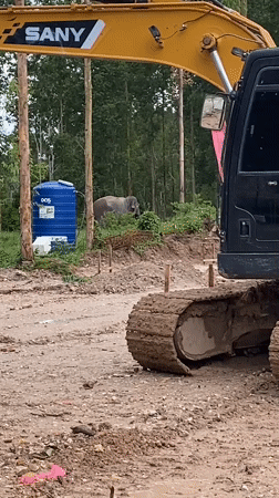 Construction site activity documented alongside elephants in Choeng Thale