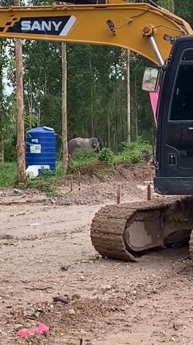 Construction site activity documented alongside elephants in Choeng Thale