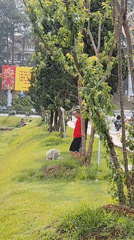 Street scene with people, dog, bicycles observed in Da Lat