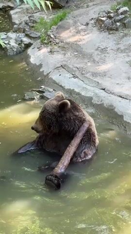 A brown bear sits in murky water. The bear is oriented with its back toward the top of the frame and looks to the left. Its fur is dark brown and wet. The water is shallow and appears to be a pool within a zoo or animal enclosure. A fallen branch floats near the bear. The pool's edge is made of concrete and rocks, with some green vegetation present.