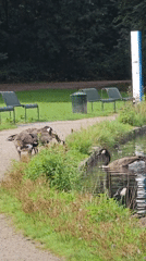 Canada geese take over a Cologne park pond on a September morning