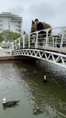Father and son watch koi fish from bridge in Sirius park