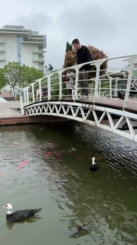 Father and son watch koi fish from bridge in Sirius park