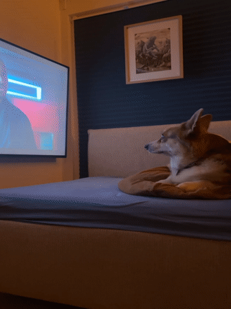 Corgi watches TV from bed in German home