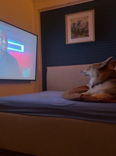 Corgi watches TV from bed in German home