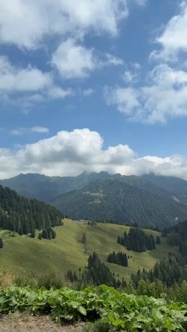The video shows a panoramic view of a mountainous landscape on a clear day. Lush green hills dotted with dark green coniferous trees stretch into the distance, where larger, mist-shrouded mountains rise. In the foreground, large green plants with broad leaves are visible. The sky above is a vibrant blue, with fluffy white clouds scattered across it. The scene is static and appears to be a landscape photograph or a slow-moving video panning across the scenery. There are no people or animals visible, and no discernible action or interaction taking place. The overall impression is one of natural beauty and tranquility.