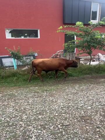 A brown cow stands in a yard in front of a red building. The cow is facing right and is partially obscured by a small tree. The yard is covered in gravel and grass. The building has a dark roof and a white window. There is a fence behind the cow.