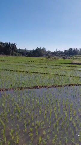 A vertical drone shot captures a serene view of a flooded rice paddy field under a clear blue sky. The foreground shows rows of young green rice shoots emerging from the water. The middle ground displays more tiered rows of rice, also in the early stages of growth. In the background, a line of trees marks the horizon, with a few scattered bushes and possibly some distant hills. The sunlight reflects off the water's surface, creating shimmering patterns. There are no people or animals visible in the frame. The overall impression is one of tranquility and agricultural life in a rural setting.