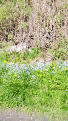 Abandoned house documented amid wildflowers in Russian village