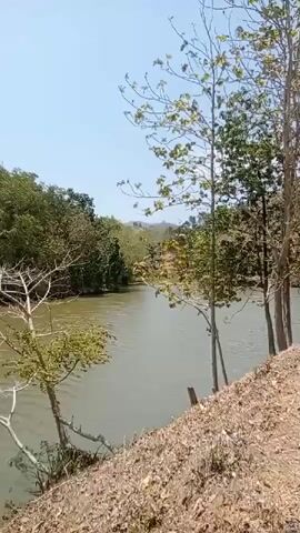 The video shows a wide river with a murky green surface, bordered by lush green trees and vegetation on both sides. The sky is a clear, pale blue, suggesting a sunny day. The camera pans slowly across the river, revealing the natural landscape. The foreground features dry, brown soil with some sparse green plants and trees. The overall impression is of a serene and natural environment.