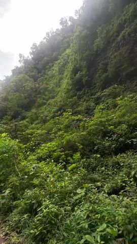 The video shows a lush, green, overgrown jungle landscape with a waterfall cascading down a moss-covered rock face. In the foreground, there is a small stream with rocks and vegetation. Two people are visible near the stream. One person is sitting on a large rock, and another person is crouched near the water. The camera pans up to reveal the full height of the waterfall, surrounded by dense foliage.