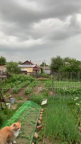 The video shows an overcast sky over a garden. In the foreground, a ginger cat is visible on the left. The garden contains rows of plants, including what appears to be potatoes and onions. There is also a small greenhouse covered with green netting. In the background, several houses and trees can be seen. The scene suggests a rural or suburban setting.