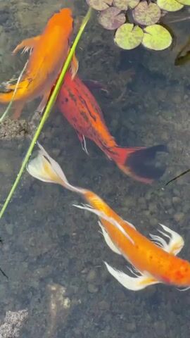 This video captures a close-up, overhead view of two koi fish swimming in a pond. One koi is primarily red with black markings and a black tail. The other is a vibrant orange. The fish are swimming near lily pads, some of which are green and round, while others appear to be older, with reddish-purple hues. A long, green aquatic plant stem runs diagonally across the frame, partially obscuring the fish at times. The pond's bottom is visible, appearing to be covered in small stones and gravel. The water is clear enough to see the fish and the pond floor. The lighting suggests it is daytime, likely sunny, as indicated by the clarity of the water and the reflections on the surface. The scene evokes a sense of tranquility and natural beauty. No people are visible. No text is present in the video. The location context provided is Givat Shmuel, Israel, suggesting this pond is situated in that area. The activity is simply the fish swimming and interacting within their aquatic environment.