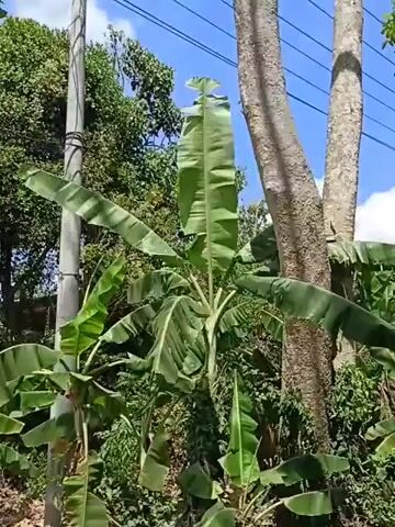 The video is a first-person perspective of a moving vehicle traveling through a rural area. The scene is dominated by lush green foliage, including banana trees. In the distance, a small green building is visible. The sky is blue with some scattered white clouds. Power lines are strung across the frame. Towards the end of the clip, a tattered white flag on a pole is seen fluttering in the wind. The overall impression is one of a natural, undeveloped landscape with signs of human habitation.