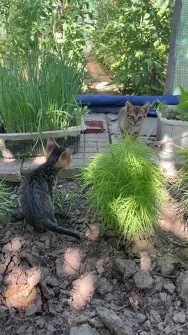 The video shows two kittens playing in a garden. The kitten on the left is a tabby with dark fur and a lighter belly, facing away from the camera and looking towards another kitten. The kitten on the right is also a tabby, lighter in color, and is facing the camera. They are in a garden setting with dirt, rocks, and lush green plants. There are also planters with grass and other greenery visible in the background. The kittens appear to be interacting playfully, with one moving towards the other. The overall environment is outdoors, possibly in a greenhouse or a sheltered garden area, with sunlight filtering through the foliage.