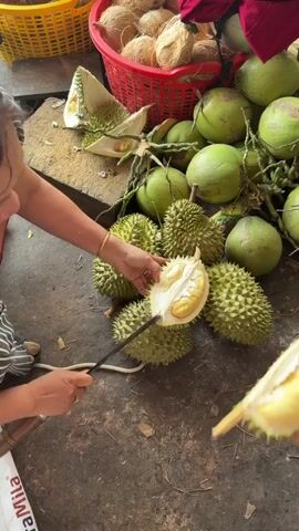 The video captures an outdoor market scene in Thới Sơn, Vietnam, focusing on the preparation of durian fruit. Two individuals are visible, primarily their hands and arms. One person, wearing a brown top and a gold bracelet on the left, uses a long, dark tool or knife to skillfully open a durian fruit. They hold the spiky fruit steady as they pry apart its segments.

Surrounding them on the rough, dark ground are several whole green durians. Next to the durians, a large pile of fresh green coconuts with their husks intact is visible. In the background, a red plastic basket is filled with numerous brown, dry coconuts.

As the person on the left continues to open the durian, its pale inner husk and vibrant yellow, creamy pulp are revealed. Another person's hand, wearing a blue sleeve, is visible on the right side of the frame, holding a pre-opened segment of durian with its distinctive yellow flesh. This suggests an interaction between a vendor and a customer, or two people preparing the fruit for consumption. The scene is brightly lit, indicative of daytime. Partial text, "Mila" and "Ma," is visible on a white bag in the bottom left corner.