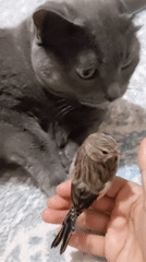 Cat and bird share a calm, curious moment at home in Pavlodar