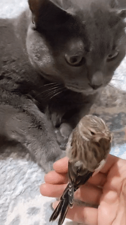 Cat and bird share a calm, curious moment at home in Pavlodar