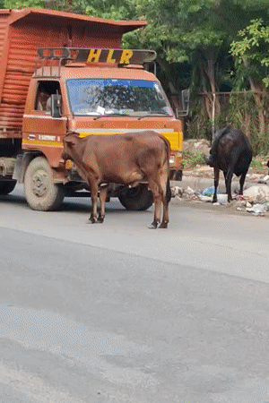 Cows, pigeons, and street traffic on a Gurgaon afternoon
