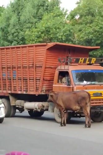 Cows, pigeons, and street traffic on a Gurgaon afternoon